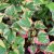 Houttuynia cordata Chameleon, Kamelontblad, Ödleblad, P9cm
