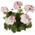 Pelargon Classic Aquarello, stickling 3-pack