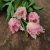 Tulpan Mix Sweet Dreams 30st