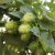 Humulus lupulus Hulla Norrgård, Humle, C2