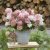 Hydrangea paniculata Groundbreaker ® Blush