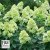 Hydrangea paniculata Limelight Prime ®, Syrénhortensia, busk C5