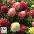 Hydrangea paniculata Little Lime ® Punch, Syrénhortensia, busk C5