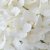 Hydrangea paniculata Magical Andes ®