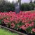 Hydrangea paniculata Living Strawberry Blossom ®