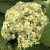 Hydrangea arborescens Sublime Annabelle ®