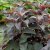 Hydrangea aspera Hot Chocolate ®, Sammetshortensia, C3