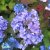 Hydrangea macrophylla Endless Summer ® Twist-n-Shout ®, Hortensia , C5