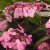 Hydrangea macrophylla Endless Summer ® Twist-n-Shout ®, Hortensia , C5