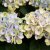 Hydrangea macrophylla Magical Four Seasons ®
