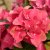 Hydrangea macrophylla Magical Four Seasons ®
