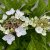 Hydrangea macrophylla x serrata Cloudi ®
