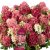 Hydrangea paniculata Groundbreaker ® Ruby