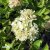 Hydrangea paniculata Little Lime ® / Jane, Syrénhortensia, C5