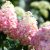 Hydrangea paniculata Living Colourful Cocktail ®