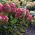 Hydrangea paniculata Living Colourful Cocktail ®