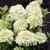 Hydrangea paniculata Living Little Passion ®