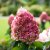 Hydrangea paniculata Living Pinky Promise ®
