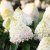 Hydrangea paniculata Living Pinky Promise ®