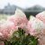 Hydrangea paniculata Living Strawberry Blossom ®