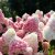 Hydrangea paniculata Living Strawberry Blossom ®