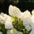 Hydrangea paniculata Living Sugar Rush ®