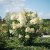 Hydrangea paniculata Magical Andes ®