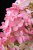 Hydrangea paniculata Magical Vesuvio ®