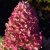 Hydrangea paniculata Redlight ®