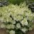 Hydrangea paniculata Bobo ®, Syrénhortensia, 30-40 C5