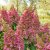 Hydrangea paniculata Candlelight ®, Syrénhortensia, 80 stam C10