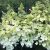 Hydrangea paniculata Candlelight ®, Syrenhortensia, C5