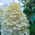 Hydrangea paniculata Candlelight ®, Syrenhortensia, C5