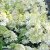 Hydrangea paniculata Grandiflora, Syrenhortensia, 120 stam C7,5