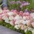 Hydrangea paniculata Groundbreaker ® Blush