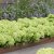 Hydrangea paniculata Groundbreaker ® Greeny