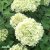 Hydrangea paniculata Limelight ®, Syrénhortensia, 40-50 C3