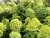 Hydrangea paniculata Limelight ®, Vipphortensia
