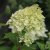 Hydrangea paniculata Limelight ®, Syrénhortensia, 40-50 C3