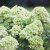 Hydrangea paniculata Little Lime ® / Jane, Syrénhortensia, C5