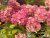 Hydrangea paniculata Little Lime ® Punch, Vipphortensia