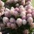 Hydrangea paniculata Living Little Rose ®, Vipphortensia