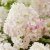 Hydrangea paniculata Living Little Rose ®, Vipphortensia