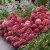 Hydrangea paniculata Living Little Rose ®, Vipphortensia
