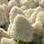 Hydrangea paniculata Living Sugar Rush ®, Vipphortensia