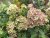Hydrangea paniculata Magical Candle ®, Vipphortensia