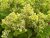 Hydrangea paniculata Pinklight ®