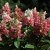 Hydrangea paniculata Pinky Winky ®, Syrénhortensia