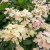 Hydrangea paniculata Polestar ®, Syrénhortensia, C3