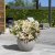 Hydrangea paniculata Switch Ophelia ®, Vipphortensia